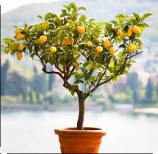 Lemon Tree